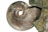 Iridescent, Pyritized Ammonite (Quenstedticeras) Fossil Display #353744-1